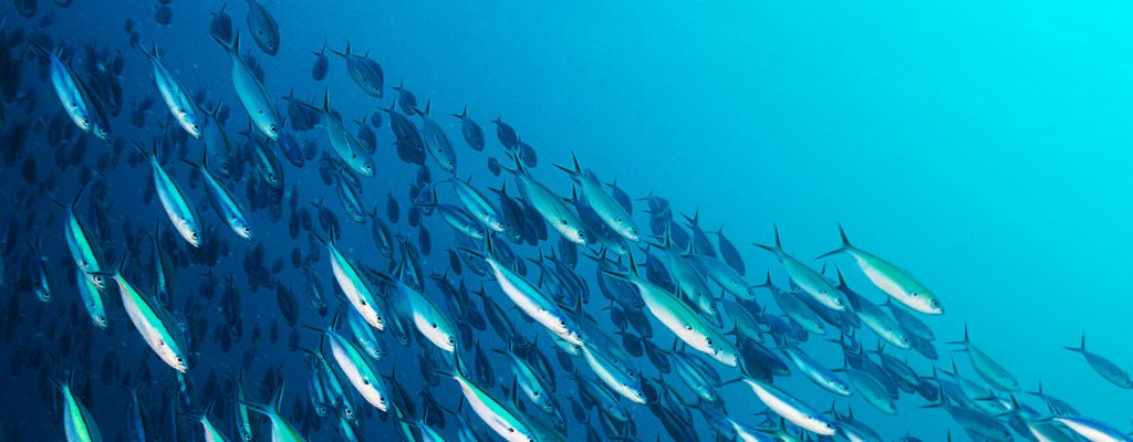 Omega-3 Gyöngy lágykapszula